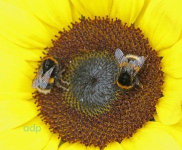 Bombus terrestris, Buff-tailed Bumblebees, Alan Prowse